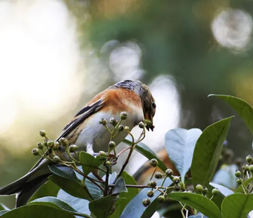 Bird eating berries on Camphor tree.