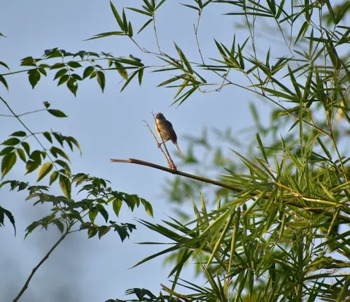 Bird perched on bamboo branch against blue sky.
