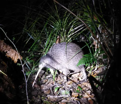 Kiwi bird in foliage at night