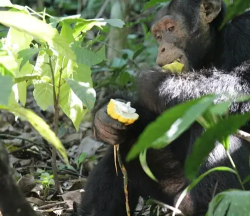 Chimpanzee eating cacao fruit in forest
