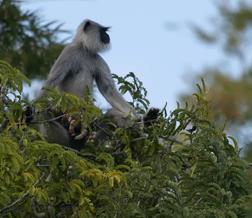 Monkey on Tamarind tree branch.