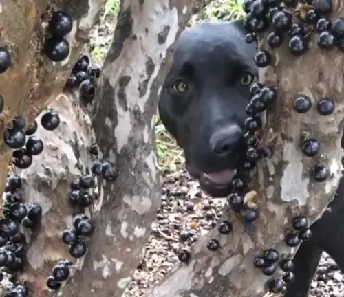Black dog peeking through Jabuticaba tree branches
