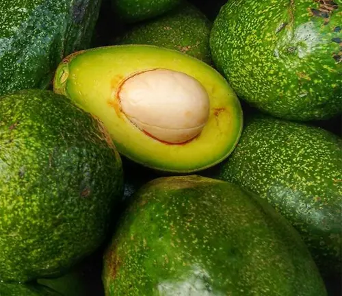 Close-up of a halved Bacon Avocado among whole ones