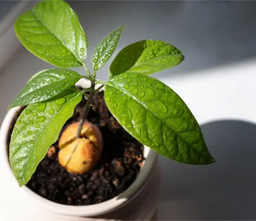 Pinkerton Avocado plant in a white pot with dewy leaves