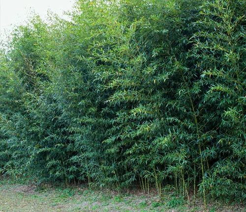 Grove of Golden Bamboo trees in a forested area