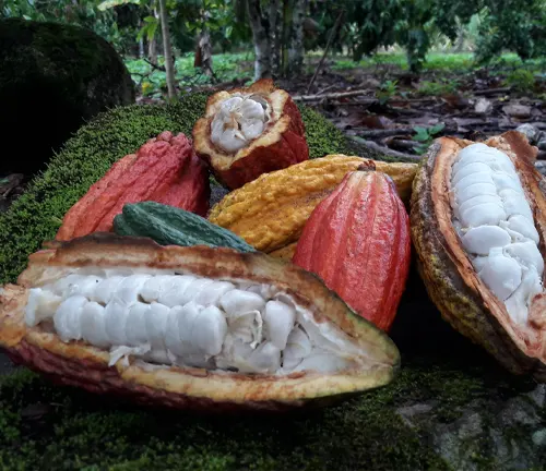 Criollo Cacao pods on a mossy rock in a tropical forest