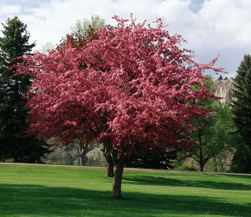 Blooming Sargent Crabapple Tree with pink flowers