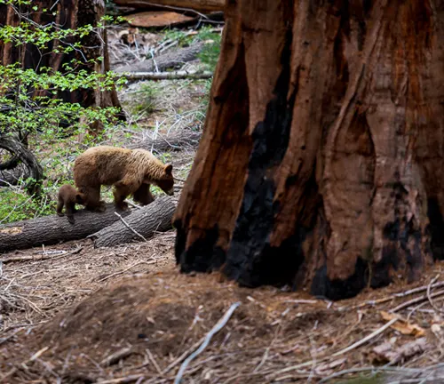 Bear near General Sherman Tree in Sequoia National Park