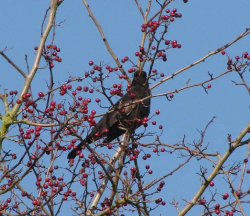Blackbird perched on a Hawthorn tree branch with red berries against a clear blue sky