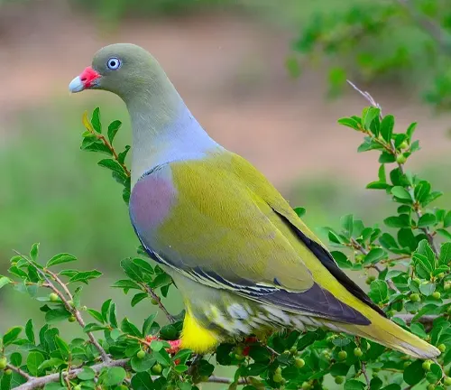 Yellowwood bird with a gray head, pink neck, yellow body, and black wings perched on a branch with green leaves