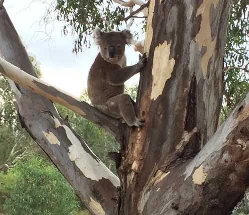 Koala sitting on a branch of a Leadwood tree with distinctive bark pattern, surrounded by other trees and foliage