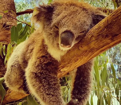 Sleeping koala on a Karri tree branch
