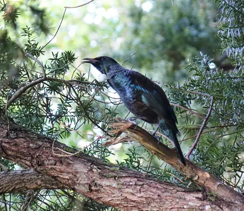Tui bird perched on a branch of a Totara tree