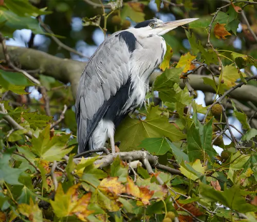 A heron perched gracefully on a branch of a lush green Plane Tree