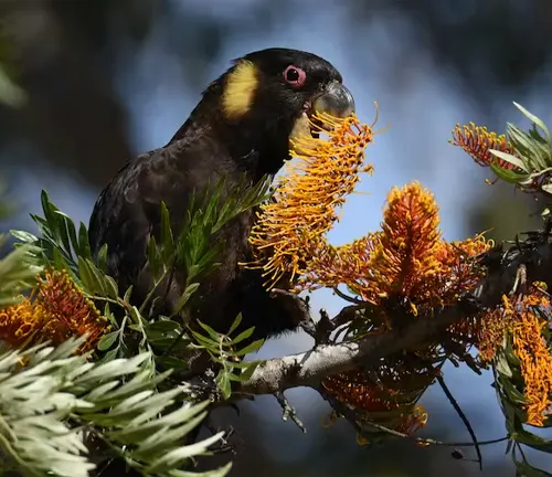 A black and yellow bird perched on a branch of a Silky Oak tree adorned with vibrant orange flowers