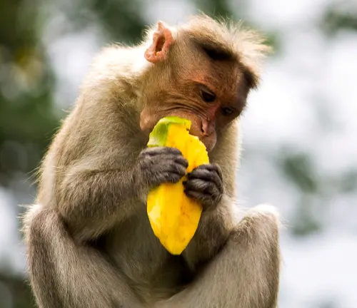 Monkey eating a ripe mango