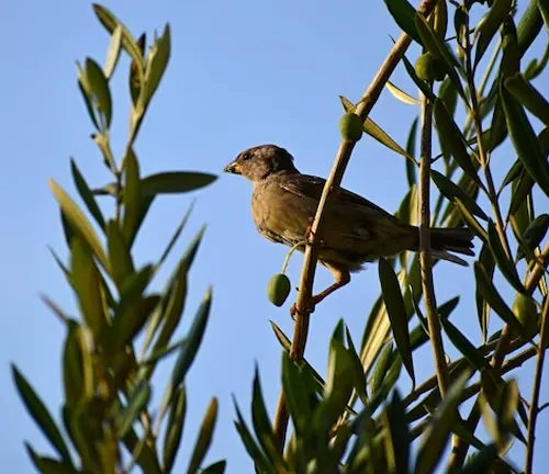 Bird perched on olive tree branch with olives