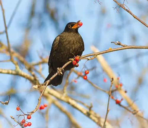 Blackbird with a red berry in its beak perched on a Rowan tree branch
