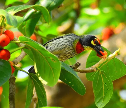 Bird with a red and yellow head perched on a Banyan tree branch with red berries