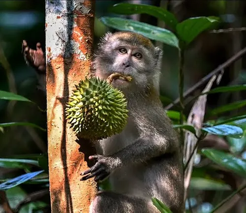 Monkey holding a spiky, green durian fruit in a tree
