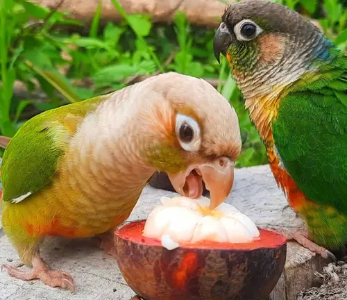 Two parrots, green and yellow in color, eating a red mangosteen fruit