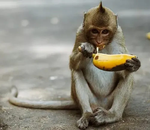 Monkey sitting on the ground, holding a ripe, yellow banana
