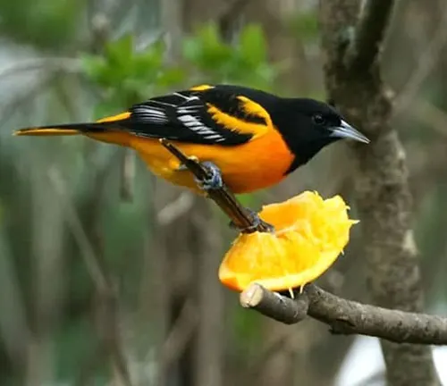 Baltimore Oriole bird perched on a branch with an orange slice in its beak