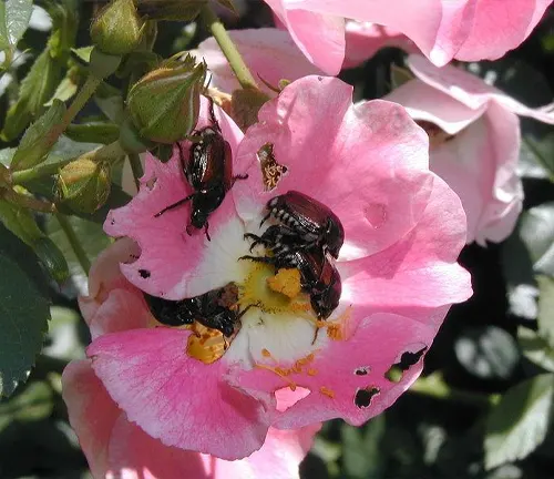 Close up of a blooming pink rose with three beetles on it