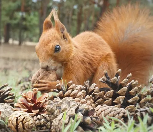 A reddish-brown squirrel nibbling on a large pine cone from a Big Cone Pine Tree in a forest setting