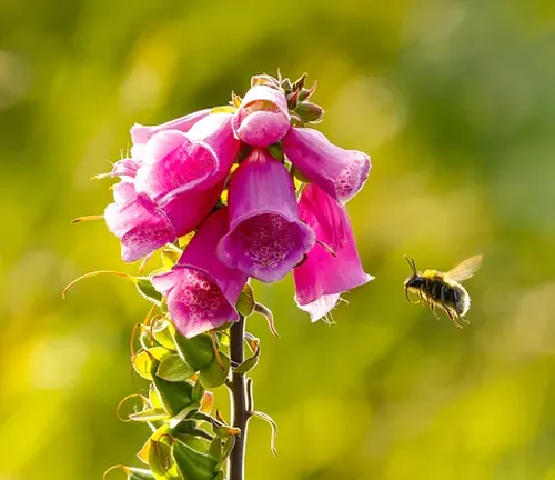 Close-up of pink Foxglove plant with a bee flying nearby