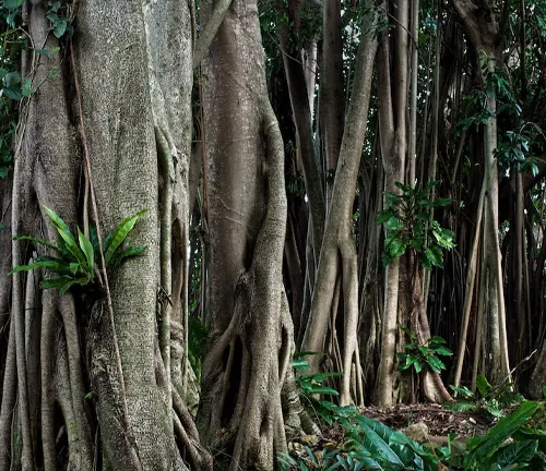 This is an image of a group of large trees with twisted and tangled roots in a dense forest.