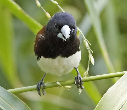 Black-headed bird perched on a green plant stem.