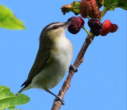 Bird perched on a berry branch against blue sky.