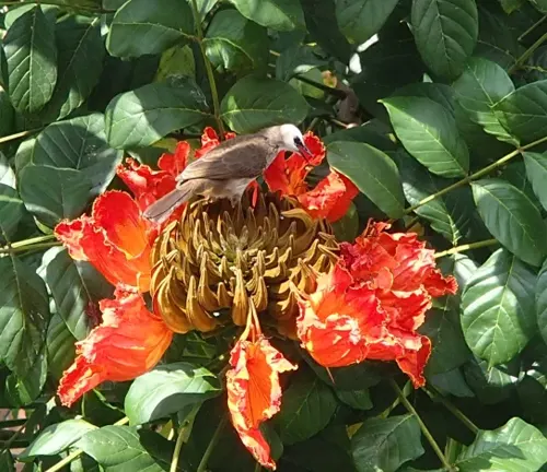 Bird perched on a red and yellow flower