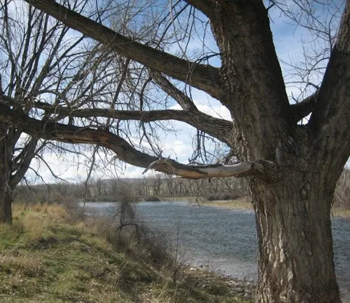 A tree with a large trunk and bare branches by a river.