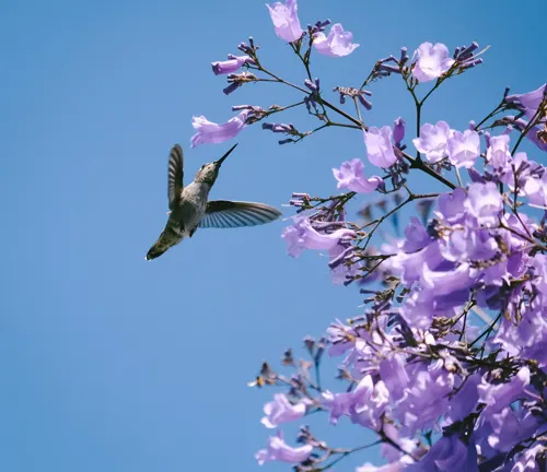 Jacaranda Tree