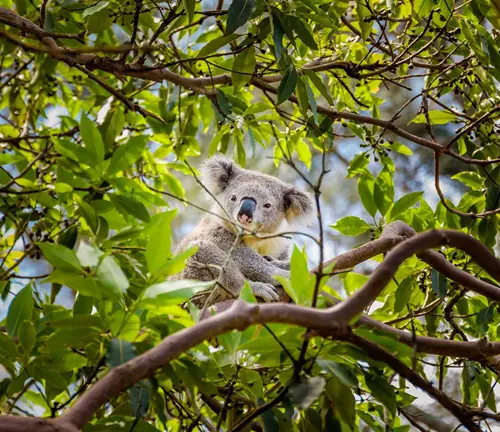 Eucalyptus Tree