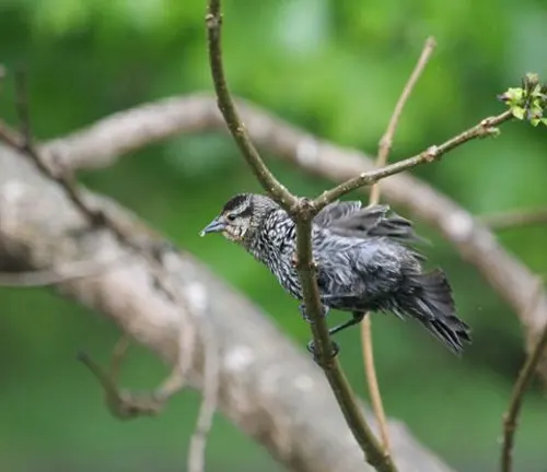 Juvenile European Starling perched on a branch with green leaves.