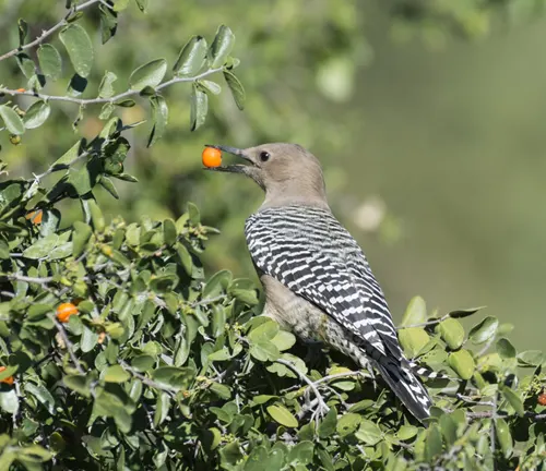 Gila woodpecker with a berry in its beak perched on a bush.