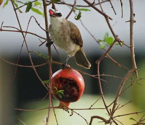 Bird pecking at red fruit on branch.