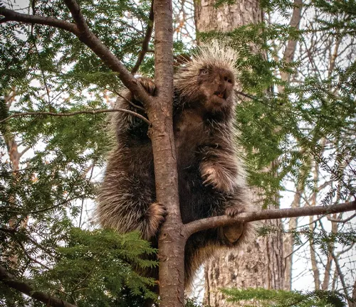 Porcupine sitting on tree branch.