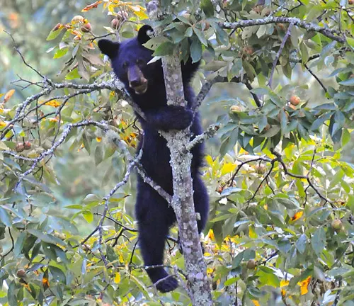 Black bear climbing a hickory tree in the woods.