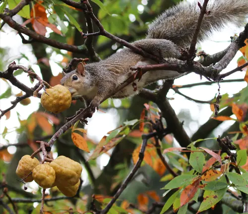 Squirrel on a buckeye tree branch with two yellow fruit.