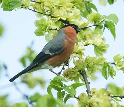 Red and black bird perched on a branch with yellow flowers against a blurred background.