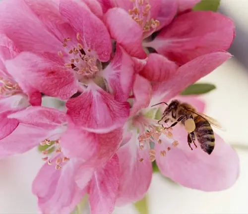 Bee pollinating a pink flower.