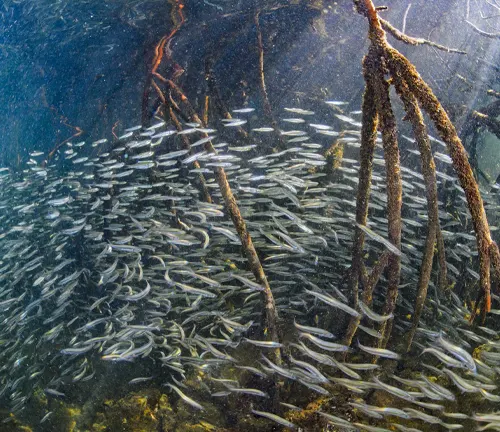 School of fish swimming around tree branches underwater.