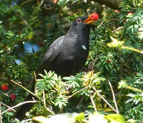 Blackbird with red berry on Yew tree branch