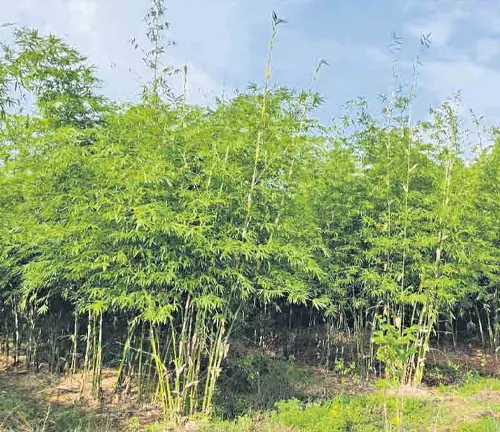Grove of thin-trunked bamboo trees under a blue sky.