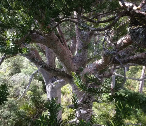 Kauri Tree with green foliage in forest