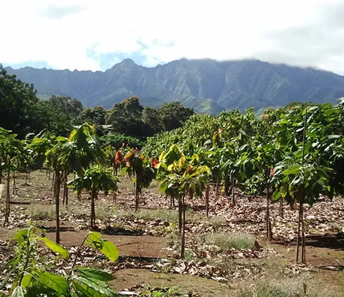 Cacao tree farm with mountains in background.